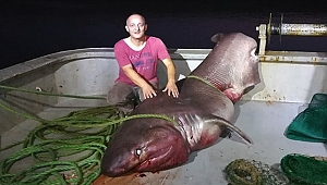 Çanakkale sularında dev köpek balığı yakalandı!